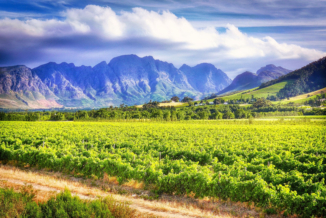 Constantia Winery